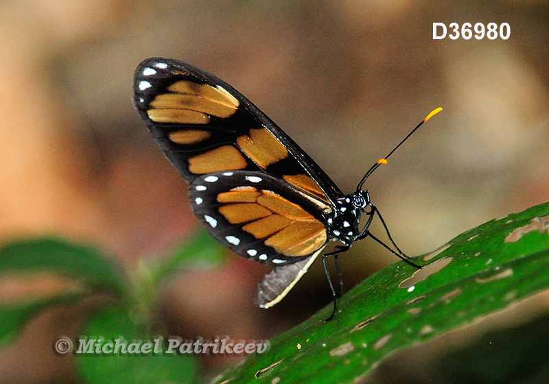 Vibilia Longwing (Eueides vibilia)